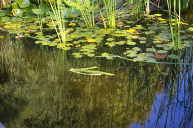 Lily pond