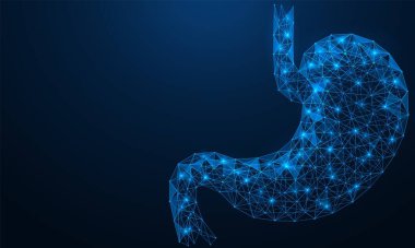 Midesi çok düşük. İnsan sindirim organı. Çokgen 3B yapılandırması