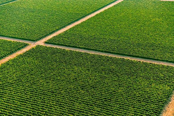 Montenegro green vineyards - aerial — Stock Photo, Image