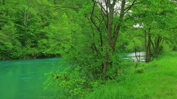 Una naturaleza fluvial — Vídeo de stock