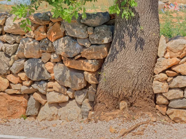 El árbol corta a través de los tradicionales paneles de yeso, Croacia — Foto de Stock