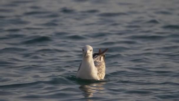 Gaviota flotando en cámara lenta — Vídeos de Stock