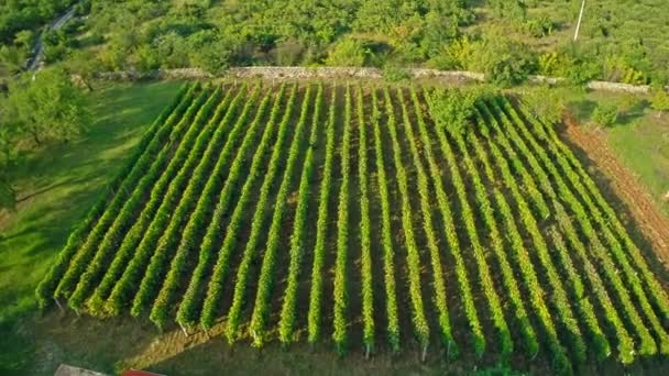 Vinha verde — Vídeo de Stock