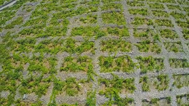 Primosten Vignobles, prise de vue aérienne 