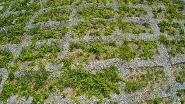 Primosten Vineyards, aerial shot — Stock Video