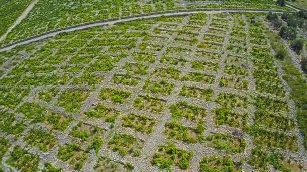 Primosten Vineyards, Património Mundial da UNESCO — Vídeo de Stock