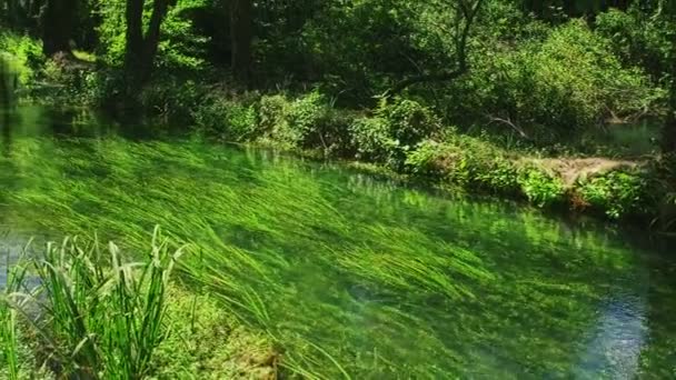 Krka River in forest — Stock Video