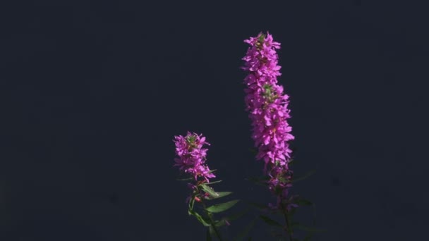 Flores rosadas — Vídeos de Stock