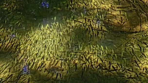 Shoal of fish in the shade — Stock Video