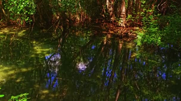 Río Verde Krka — Vídeos de Stock