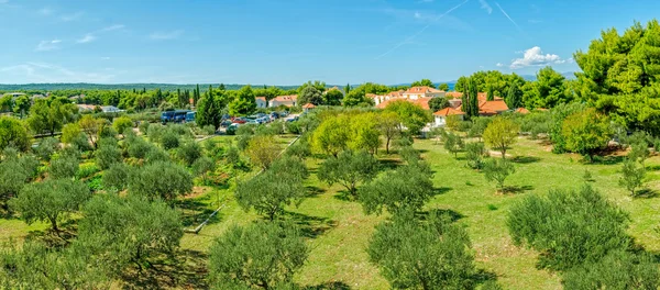 Eiland Brac olijven — Stockfoto