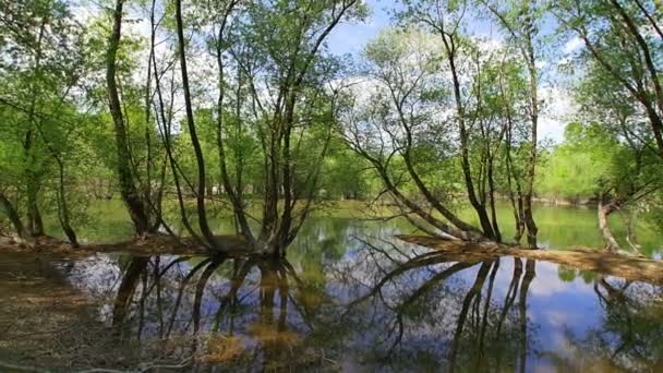 Δέντρα και τη λίμνη Bundek στο Ζάγκρεμπ. — Αρχείο Βίντεο