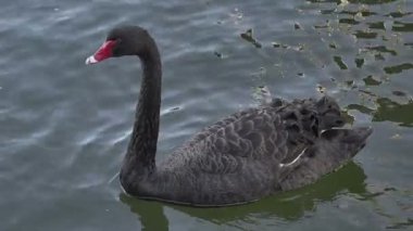 Siyah Kuğu Yarra Nehri üzerinde yüzüyor