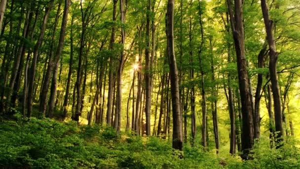 Grön skog i zagreb — Stockvideo