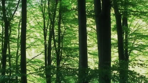 Лес в местности холма Sljeme — стоковое видео