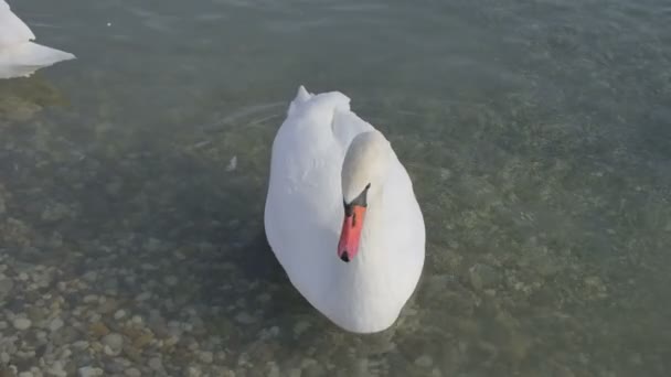 Cisne mudo - cygnus olor — Vídeo de Stock