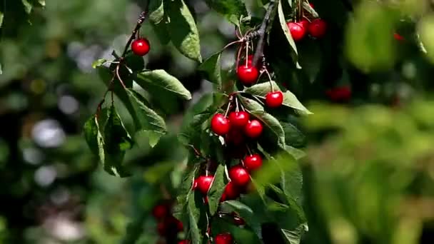 Cherry tree branch with berries — Stock Video