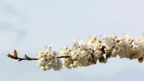 Cerezo con flores — Vídeos de Stock