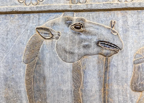 Détail tête de chameau en relief Persépolis — Photo