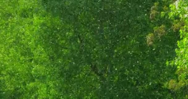 Весняний або літній засніжений парк у Загребі — стокове відео