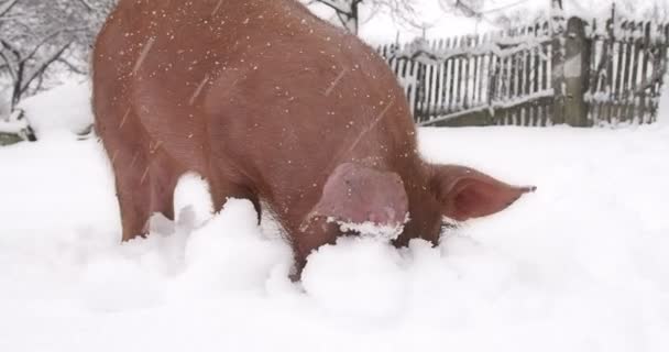 Red pig in the snow. — Stock Video