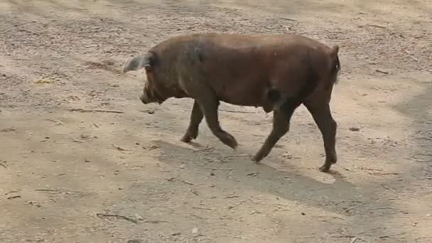 Pig walking trough village — Stock Video