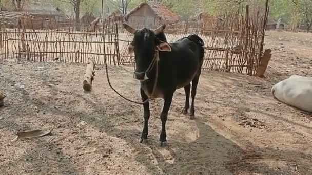 Vacas descansando en la sombra del árbol — Vídeos de Stock