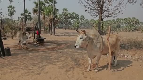 Primitiva kvarn för att klämma palmolja — Stockvideo