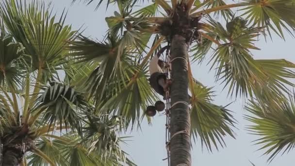 Recogedor de coco sube a la palmera — Vídeos de Stock