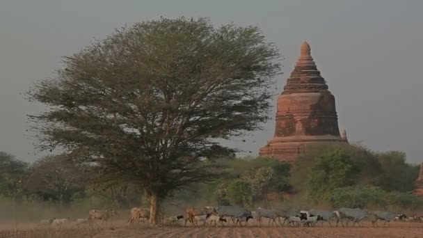 Estupa antiga em Old Bagan — Vídeo de Stock