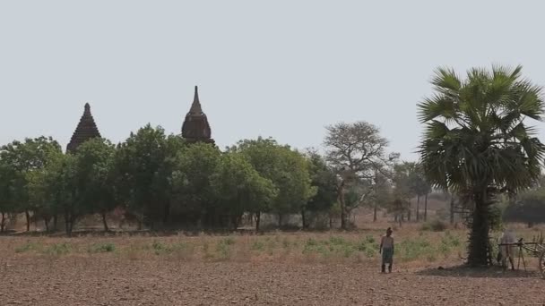 Panorama in Bagan met vele tempels en stoepa 's — Stockvideo