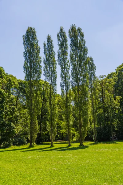 Ogród angielski Munich, topole — Zdjęcie stockowe