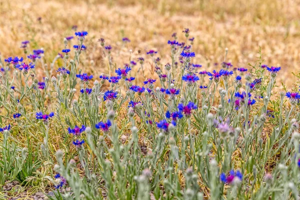 Pasargad blue meadow flowers — Stock Photo, Image