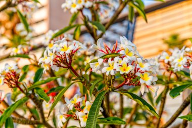 Plumeria çiçek çiçeklenme