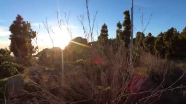 Çam ağacı ormanında yürü