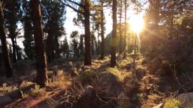 Çam ağacı ormanında yürü