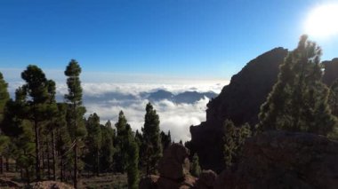 Çam ağacı ormanında yürü