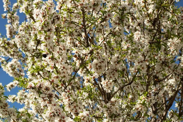 Picture Almond Tree Blossoms — Stock Photo, Image