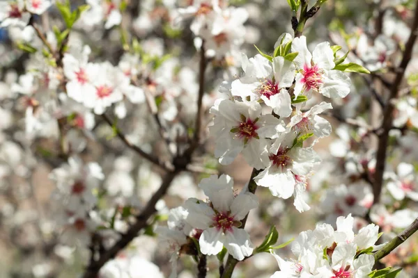 Picture Almond Tree Blossoms — Stock Photo, Image