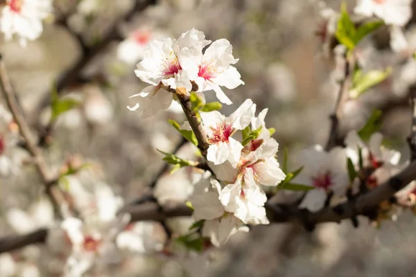 Picture Almond Tree Blossoms — Stock Photo, Image
