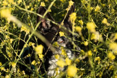 Sarı çiçek tarlasında yaşlı dişi bir köpek.
