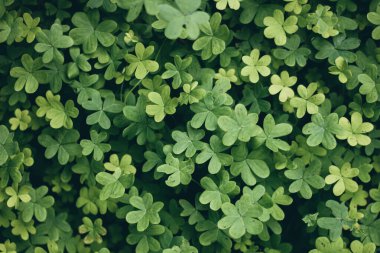 Küçük bir yonca popülasyonuna yakın çekim