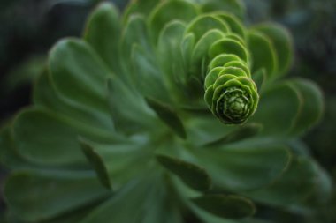 Aeonium cinsinden bir bitkinin yakın çekimi