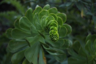 Aeonium cinsinden bir bitkinin yakın çekimi