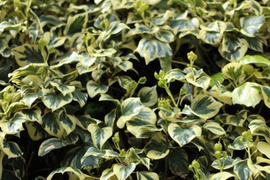 yakın çekim yaprak