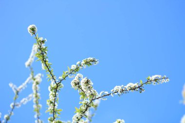 Badem ağacı çiçeklerinin manzarası