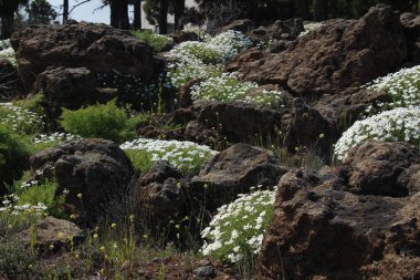 Gran Kanarya adasının zirvesinde beyaz çiçek tarlası
