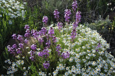 Ormanda çiçek karışımı.