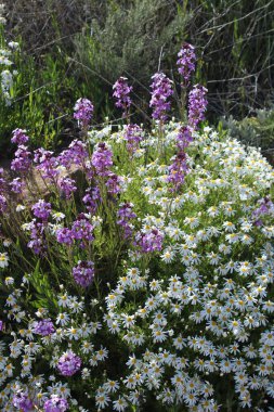 Ormanda çiçek karışımı.