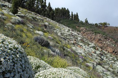Gran Kanarya adasının zirvesinde beyaz çiçek tarlası